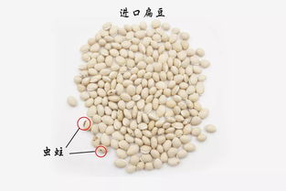 健脾消暑化濕，它才是夏天第一豆，老人小孩都能吃